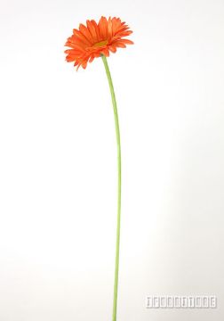 Picture of Artificial Gerbera *3 color