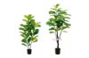 Picture of Artificial Plant  Fiddle Leaf (Black Plastic Pot) - 150cm