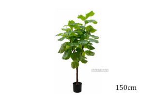 Picture of Artificial Plant 150/180cm Fiddle Leaf *Black Plastic Pot - 150cm