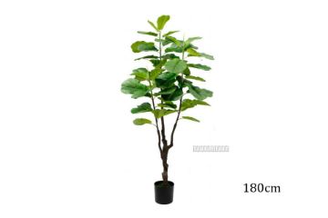 Picture of ARTIFICIAL PLANT Fiddle Leaf (Black Plastic Pot) - 180cm Tall