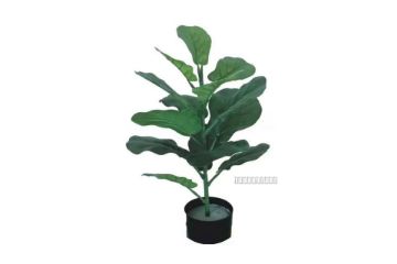 Picture of Artificial Plant 55cm Fiddle Leaf *Black Plastic Pot