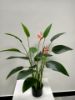 Picture of ARTIFICIAL PLANT Bird of Paradise with 16 Leaves and 2 Flowers (90cm Tall)