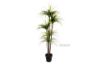 Picture of ARTIFICIAL PLANT Dracaena with Black Plastic Pot (170cm Tall)