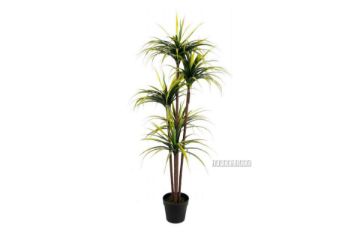 Picture of ARTIFICIAL PLANT Dracaena with Black Plastic Pot (170cm Tall)