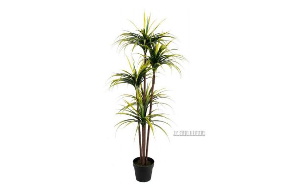 Picture of ARTIFICIAL PLANT Dracaena with Black Plastic Pot (170cm Tall)