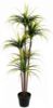 Picture of ARTIFICIAL PLANT Dracaena with Black Plastic Pot (170cm Tall)