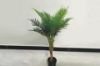 Picture of ARTIFICIAL PLANT Chrysalidocarpus with Black Plastic Pot (90cm Tall)