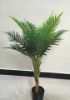 Picture of ARTIFICIAL PLANT Chrysalidocarpus with Black Plastic Pot (90cm Tall)