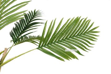 Picture of ARTIFICIAL PLANT PALM with Square Concrete Pot (H360cm)