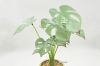 Picture of ARTIFICIAL PLANT 282 with Vase (14.5x50cm)