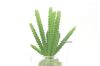 Picture of ARTIFICIAL PLANT 288 with Vase (6.5x20cm)