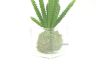 Picture of ARTIFICIAL PLANT 288 with Vase (6.5x20cm)