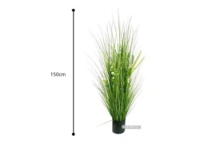 Picture of Onion Grass - 150cm