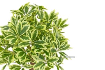 Picture of ARTIFICIAL PLANT 198 Leaves (60cm Tall)