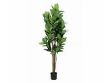 Picture of ARTIFICIAL PLANT Rubber Tree (H160cm)