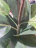 Picture of ARTIFICIAL PLANT Rubber Tree (H160cm)