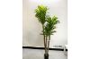 Picture of ARTIFICIAL PLANT BRAZILWOOD (Black Plastic Pot) - H120cm