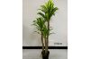 Picture of ARTIFICIAL PLANT BRAZILWOOD (Black Plastic Pot) - H150cm