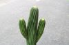 Picture of ARTIFICIAL PLANT Cactus with Black Pot (90cm Tall)