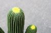 Picture of ARTIFICIAL PLANT Cactus with Black Pot (90cm Tall)