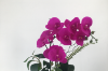 Picture of ARTIFICIAL PLANT Pink Orchid with Round White Vase (H55cm)