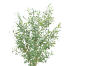 Picture of ARTIFICIAL PLANT Olive Tree (H180cm)
