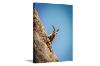 Picture of GOAT ON THE ROCK - Frameless Canvas Print Wall Art (120x80cm)