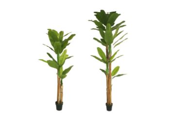 Picture of ARTIFICIAL PLANT Banana Tree Leaves (210cm/300cm Tall)