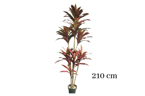 Picture of ARTIFICIAL PLANT CORDYLINE TERMINALIS  (H210cm)