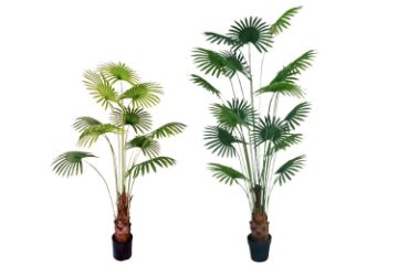 Picture of ARTIFICIAL PLANT Fan Palm Tree (H180cm/H210cm)