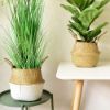 Picture of SEAGRASS Belly Basket/Floor Planter/Storage Belly Basket (White & Natural Two Tone) - Medium