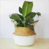 Picture of SEAGRASS Belly Basket/Floor Planter/Storage Belly Basket (White & Natural Two Tone) - Large