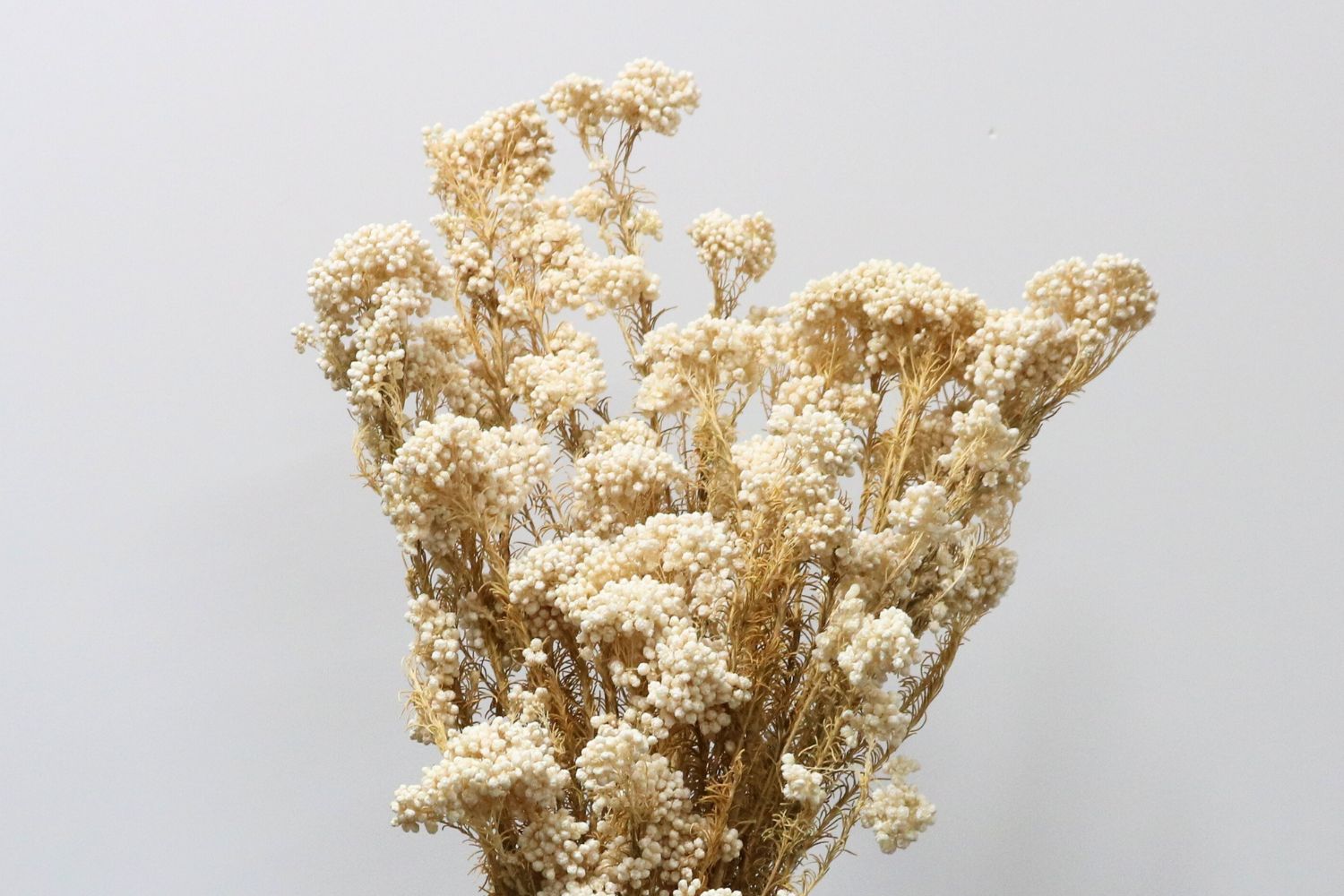 RICE Flower Bunch