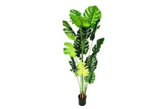 Picture of ARTIFICIAL Plant Monstera Delicosa - 140CM