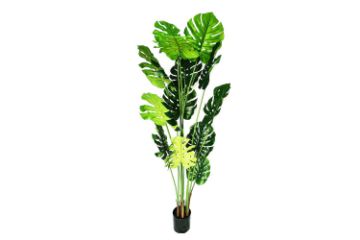 Picture of ARTIFCIAL Plant Monstera Delicosa - 140CM