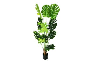 Picture of ARTIFCIAL Plant Monstera Delicosa - 180CM