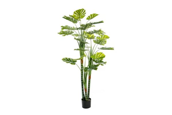 Picture of ARTIFICIAL PLANT Monstera Delicosa (170cm)