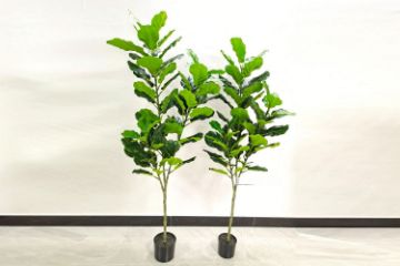 Picture of Artificial Plant 120/150/180cm Fiddle Leaf (Black Plastic Pot)