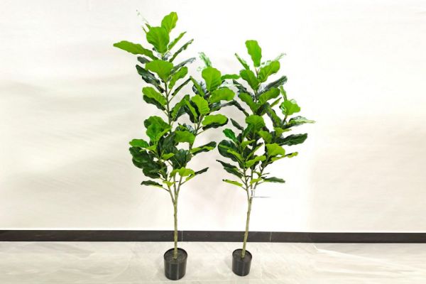 Picture of ARTIFICIAL PLANT 120/150/180cm Fiddle Leaf (Black Plastic Pot)