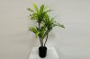 Picture of ARTIFICIAL PLANT BRAZILWOOD H120cm/H150cm/180cm (Black Plastic Pot)