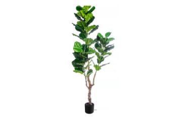 Picture of ARTIFICIAL PLANT Thick Branch Fiddle Leaf (180cm)