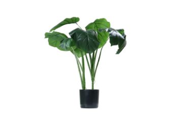 Picture of ARTIFICIAL PLANT Taro (60cm Tall)