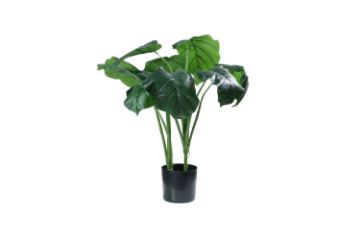 Picture of ARTIFICIAL PLANT Taro (60cm Tall)