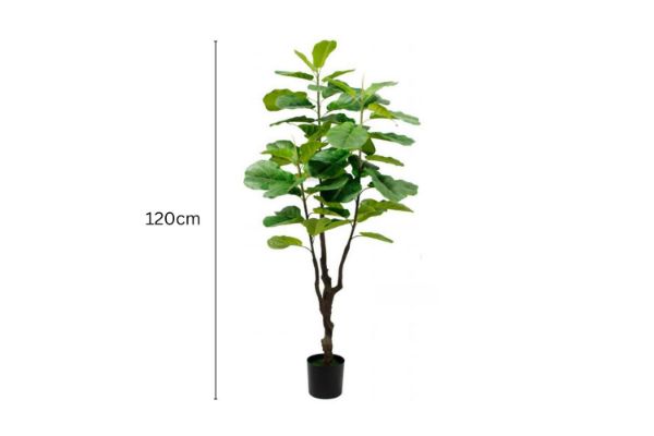 Picture of ARTIFICIAL PLANT Fiddle Leaf (Black Plastic Pot) - 120cm Tall