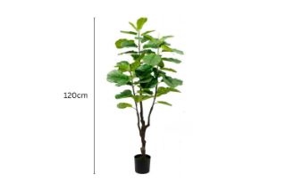 Picture of Artificial Plant  Fiddle Leaf (Black Plastic Pot)- 120cm