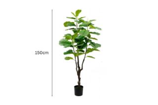 Picture of ARTIFICIAL PLANT Fiddle Leaf (Black Plastic Pot) - 150cm Tall