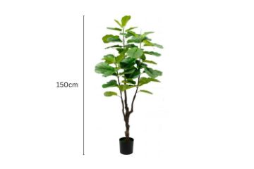 Picture of ARTIFICIAL PLANT Fiddle Leaf (Black Plastic Pot) - 150cm Tall