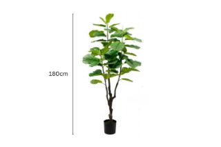 Picture of Artificial Plant  Fiddle Leaf (Black Plastic Pot) - 180cm