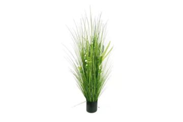 Picture of Onion Grass - 150cm