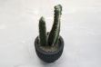 Picture of ARTIFICIAL Duo Cereus Acanthocereus Cactus Potted Plant (8x17cm) 